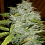 Cream of The Crop Seeds Psychofruit Auto Feminized