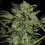 Kera Seeds Crazy Bud Auto Feminised