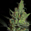 Kera Seeds California Nugget Feminized