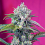 Sweet Seeds Cream Mandarine Auto Feminized