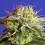 Sweet Seeds Green Poison Fast Version Feminized