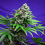 Sweet Seeds Killer Kush Fast Feminized