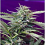 Sweet Seeds S.A.D. Auto Feminized