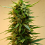 Shortstuff Seeds Onyx Auto Feminized