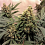 Pure Power Plant (PPP) – Feminized – Nirvana Seeds