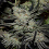 TGA Subcool Seeds Chernobyl Regular