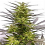 KC Brains Seeds KC45 Feminized