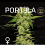R-KIEM Seeds Portela Feminized