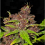 Flash Seeds Purple Mazar Auto Regular