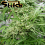 Flash Seeds Muay Thai Super Auto Feminized