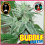 Big Buddha Seeds Bubble Cheese Feminized