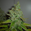 Cali Connection Seeds SFV OG Kush Feminized 