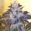 Cali Connection Seeds Grape OG Feminized