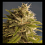 House of the Great Gardener Seeds GG#1 Regular