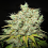 Ultra Genetics Seeds MAK 10 Regular