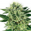 White Label Seed Company Northern Lights Feminized