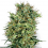 White Label Seed Company Cali Orange Bud Regular