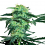 White Label Seed Company White Ice Feminized
