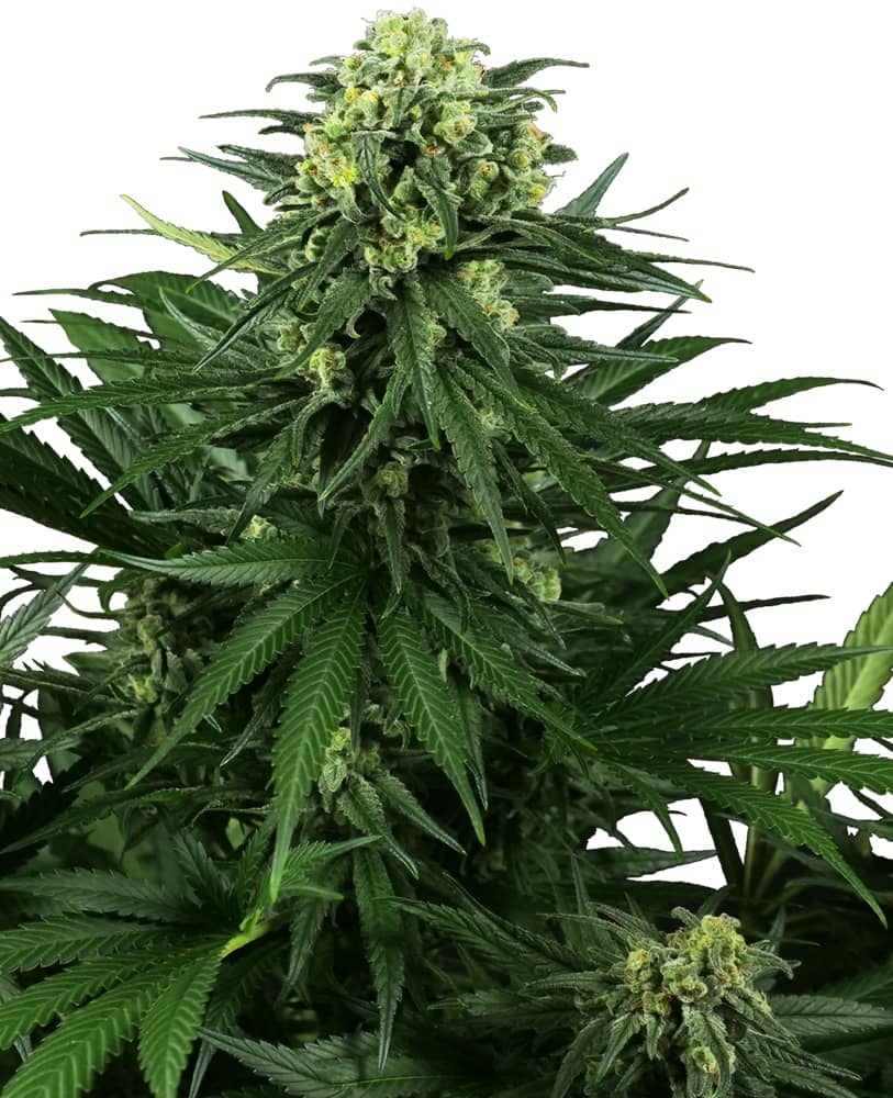 Honey Melon Kush - Feminized - Sensi Seeds Research   