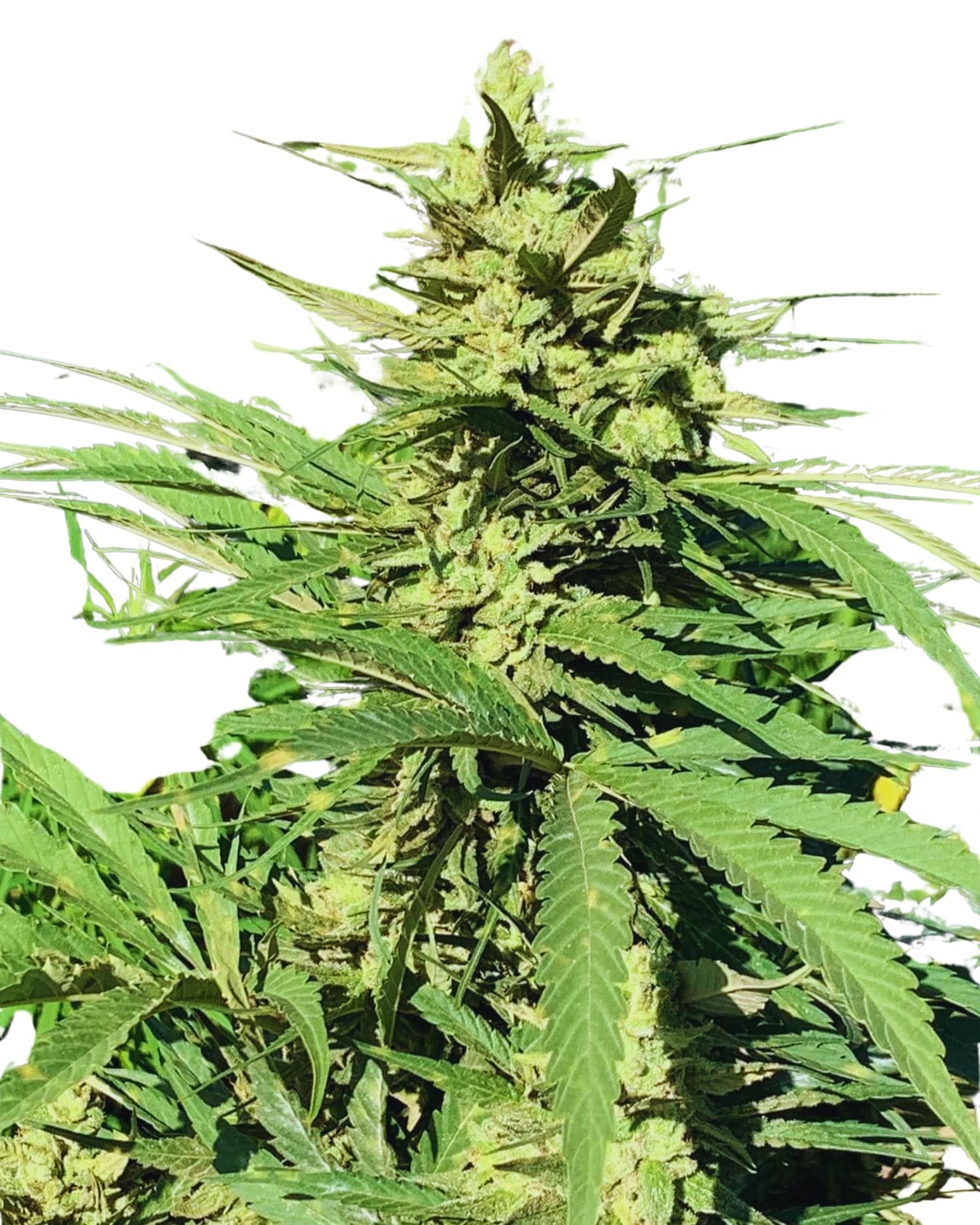 Scott Family Farms 4 Way Haze #2 Regular