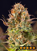 Power Strains - 5Star Auto Orange Bud Feminized