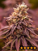 Power Strains - 5Star Berry Moonrocks XL Auto Feminized