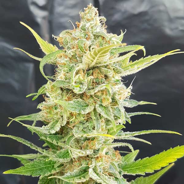 Freedom of Seeds A Little Kushy Auto Feminised