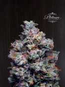 Platinum Reserve - Açai Velvet Feminized