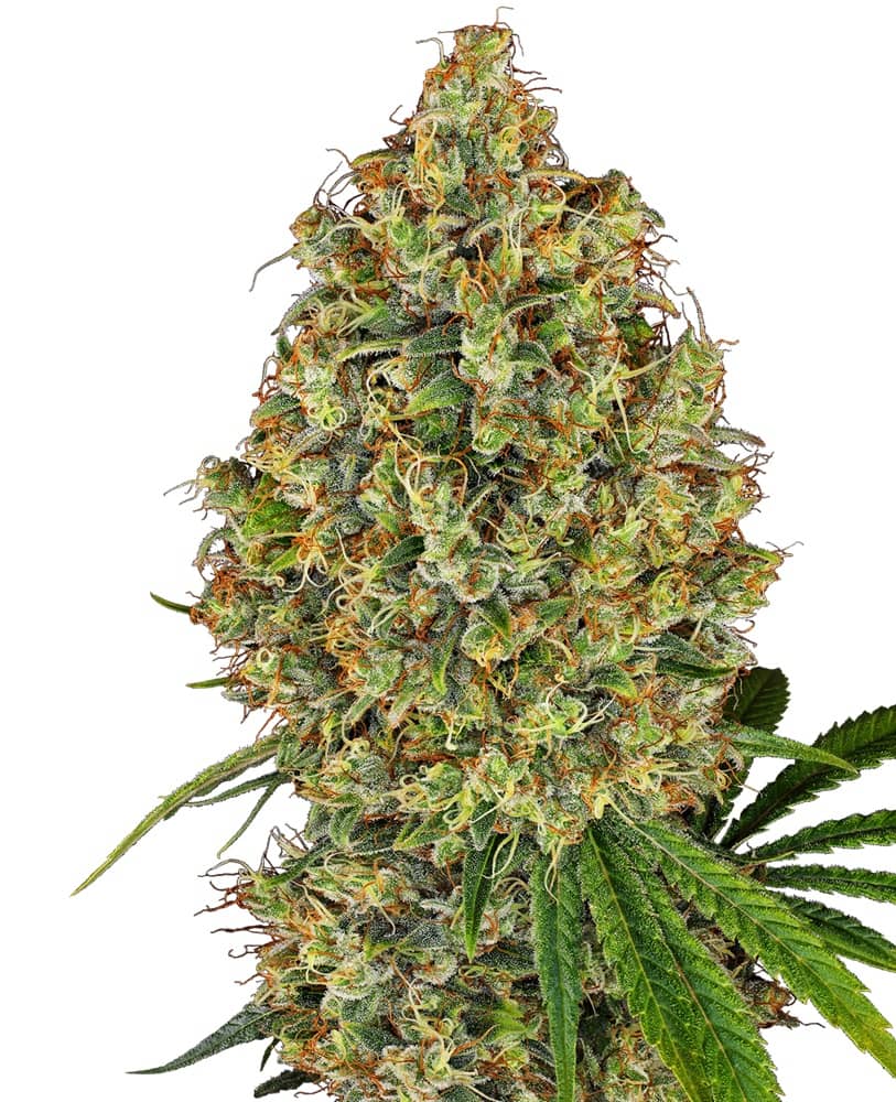 White Label Seed Company AK420 Feminized 