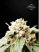 Platinum Reserve - Aurora Crème Feminized