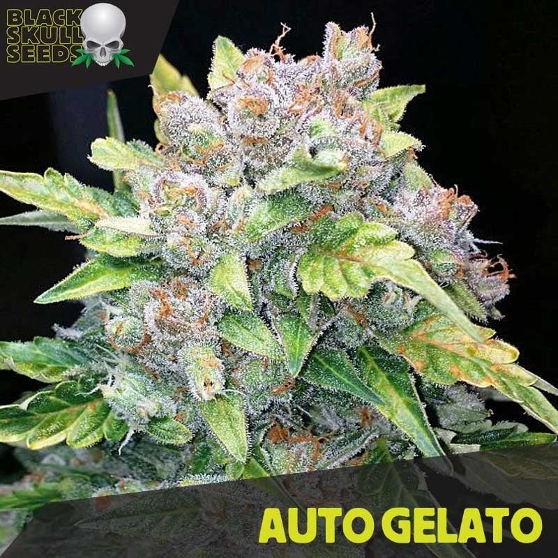 Black Skull Seeds Auto Gelato Feminized 