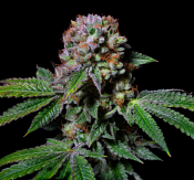 Pure Instinto Seeds - Aca-Dos Delight Feminized