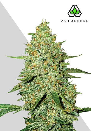2025 Cannabis Seed Collection - Auto Acapulco Gold - Feminized