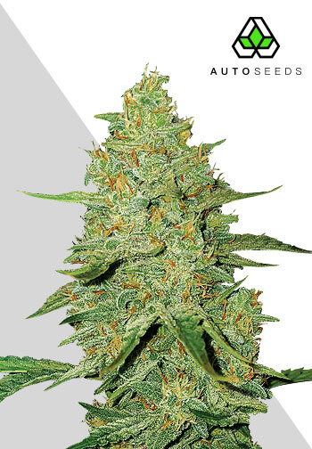 Auto Seeds Auto Acapulco Gold Feminised
