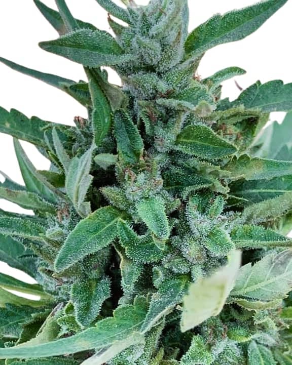 Scott Family Farms Acapulco Gold Green Apple Pheno Regular    