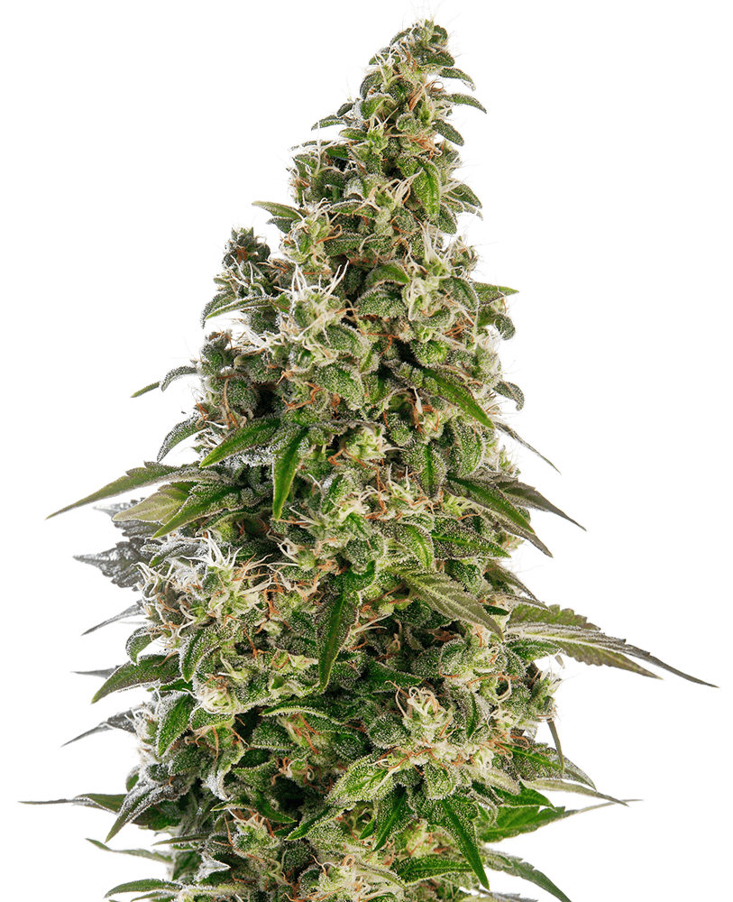 Sensi Seeds - Afghani #1 Automatic Feminised