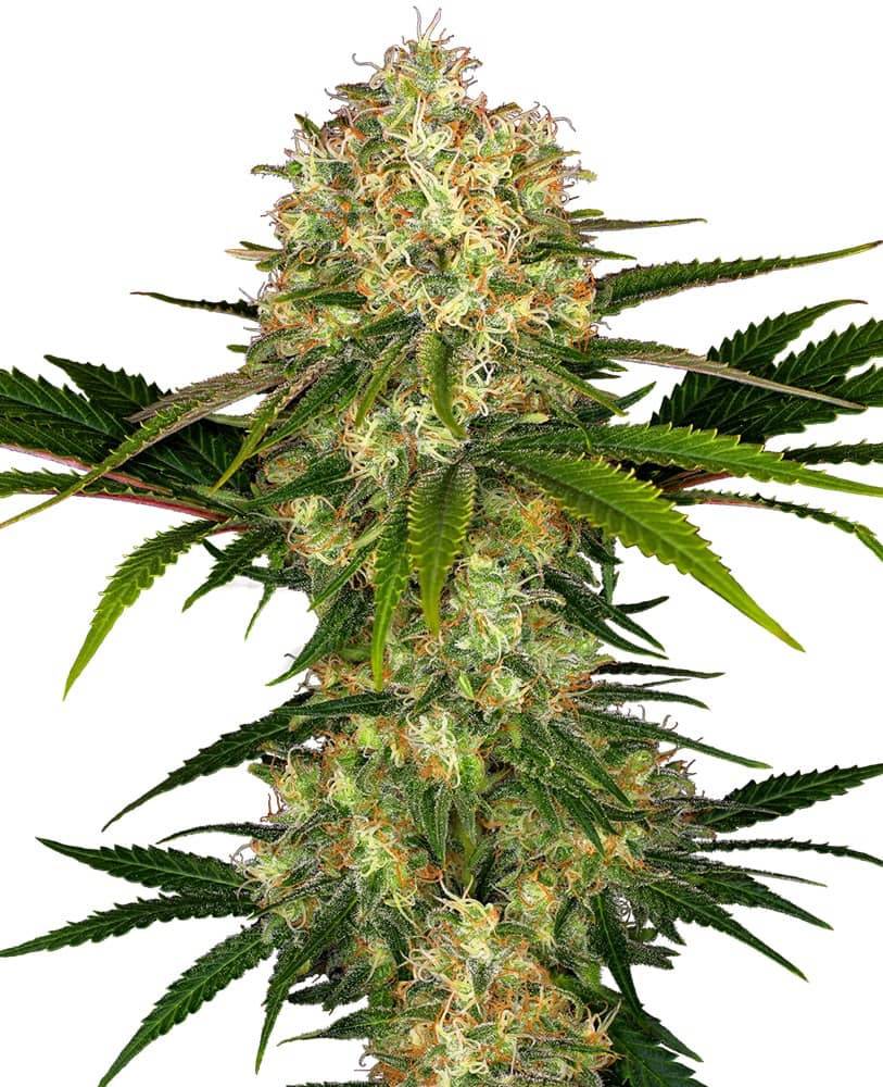 Afghani #1 - Feminized - Sensi Seeds  