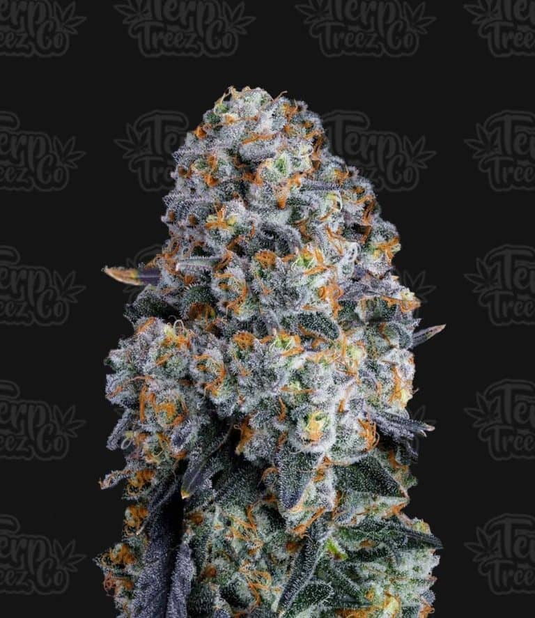 Alien DonutZ Seeds- Feminized - Terp Treez Co  
