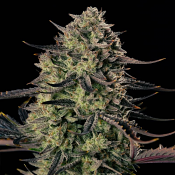 Silent Seeds - Alien Gas XXL Auto - Feminized