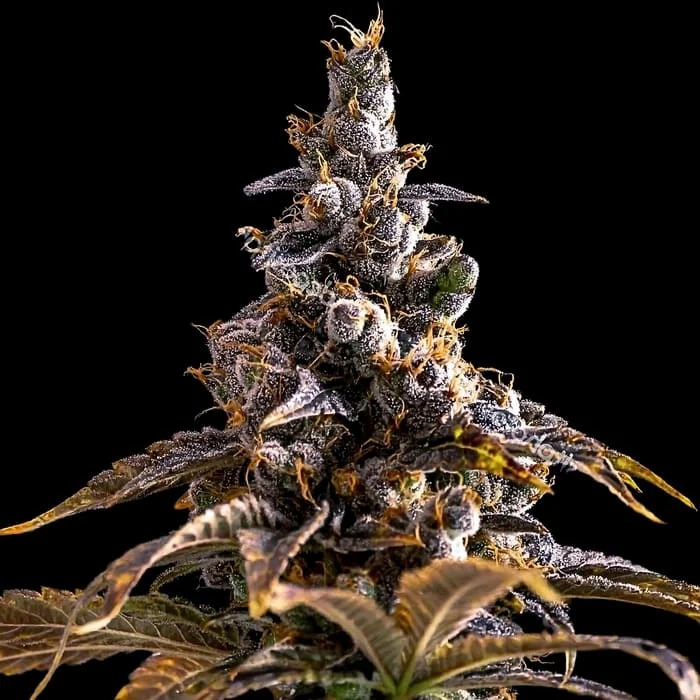 Empire Seeds - Alien Technology x Do Si Dos - Feminized