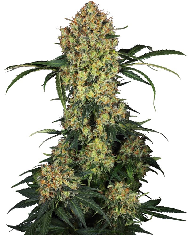 Aloha OG - Feminized - Sensi Seeds Research  