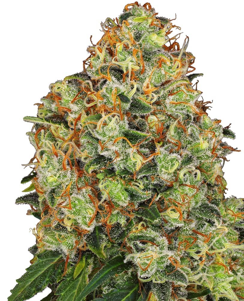 American Line Sweet Tangerine Tango Auto - Feminized - White Label Seeds (American Line) 