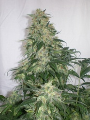 Genehtik Seeds - Amnesia Bilbo Feminised