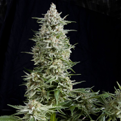Pyramid Seeds - Amnesia Gold Feminized