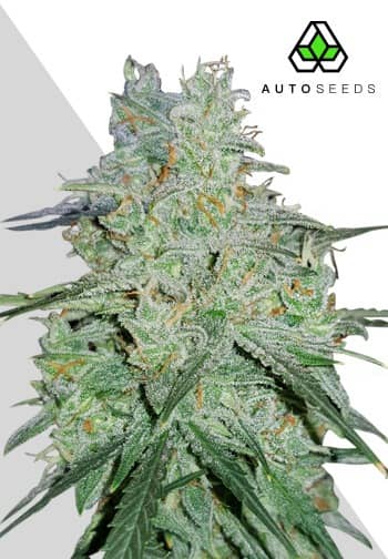 Auto Seeds - Amnesia Haze Auto - Feminised