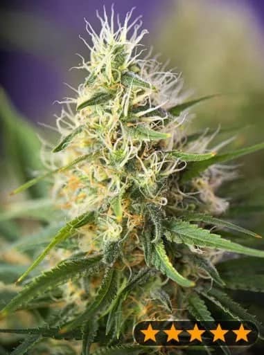 Amnesia Haze Feminized – Power Strains