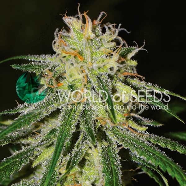 Amnesia - Feminized - World of Seeds  
