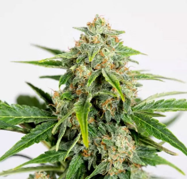 Humboldt Seed Organisation Amnesia CBD Pure Auto Feminized       