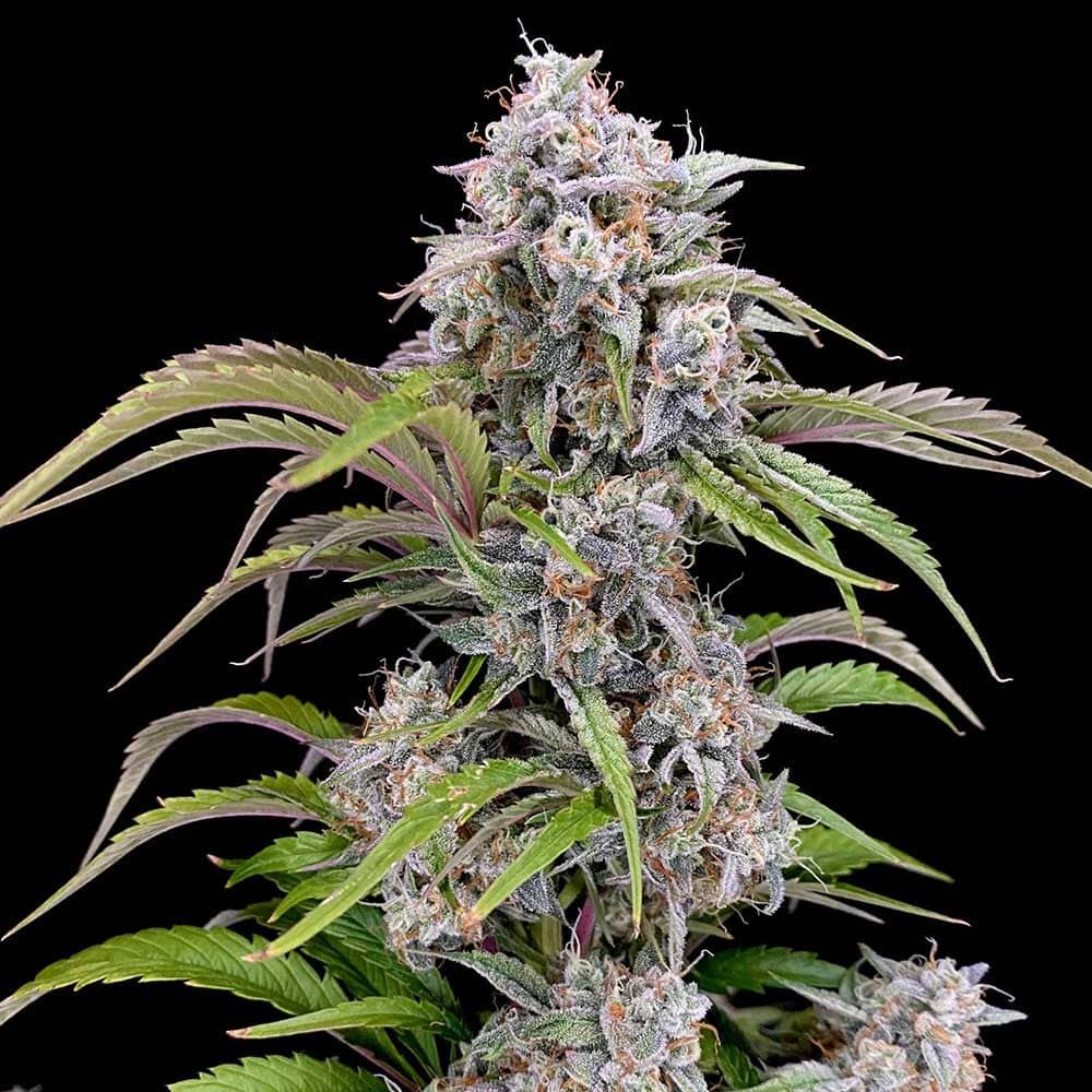 Night Owl Seeds - Amulet OG Auto - Feminised