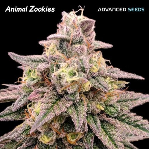 Advanced Seeds - Animal Zookies - Feminised